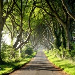 dark-hedges-3[2]